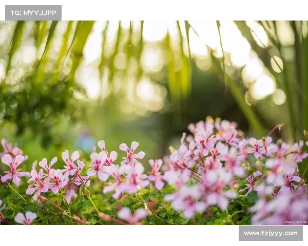 在小满时节聆听生命的脉动探索四种自然与心灵的共鸣方式 在小满时节聆听生命的脉动探索四种自然与心灵的共鸣方式