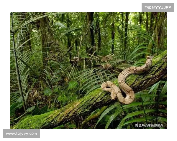 卷帘绿魔养护全攻略与生态奥秘深度揭秘