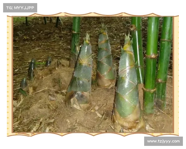 全方位指南：2023法国对波兰比赛高清直播与回放在线观看渠道深度解析